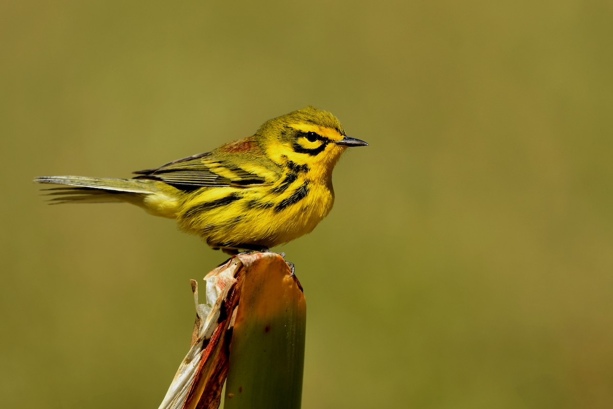 Prairie Warbler - ML342955731