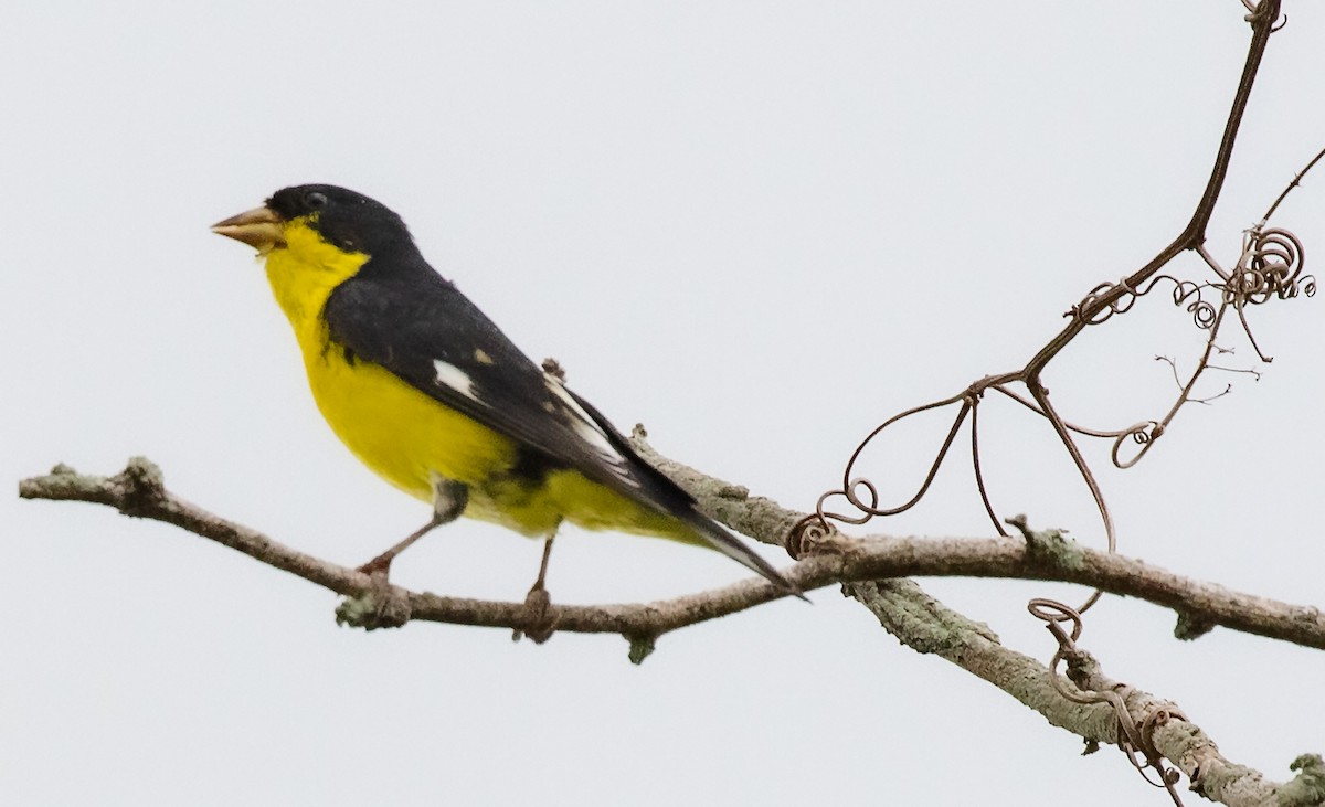 Lesser Goldfinch - ML342956201