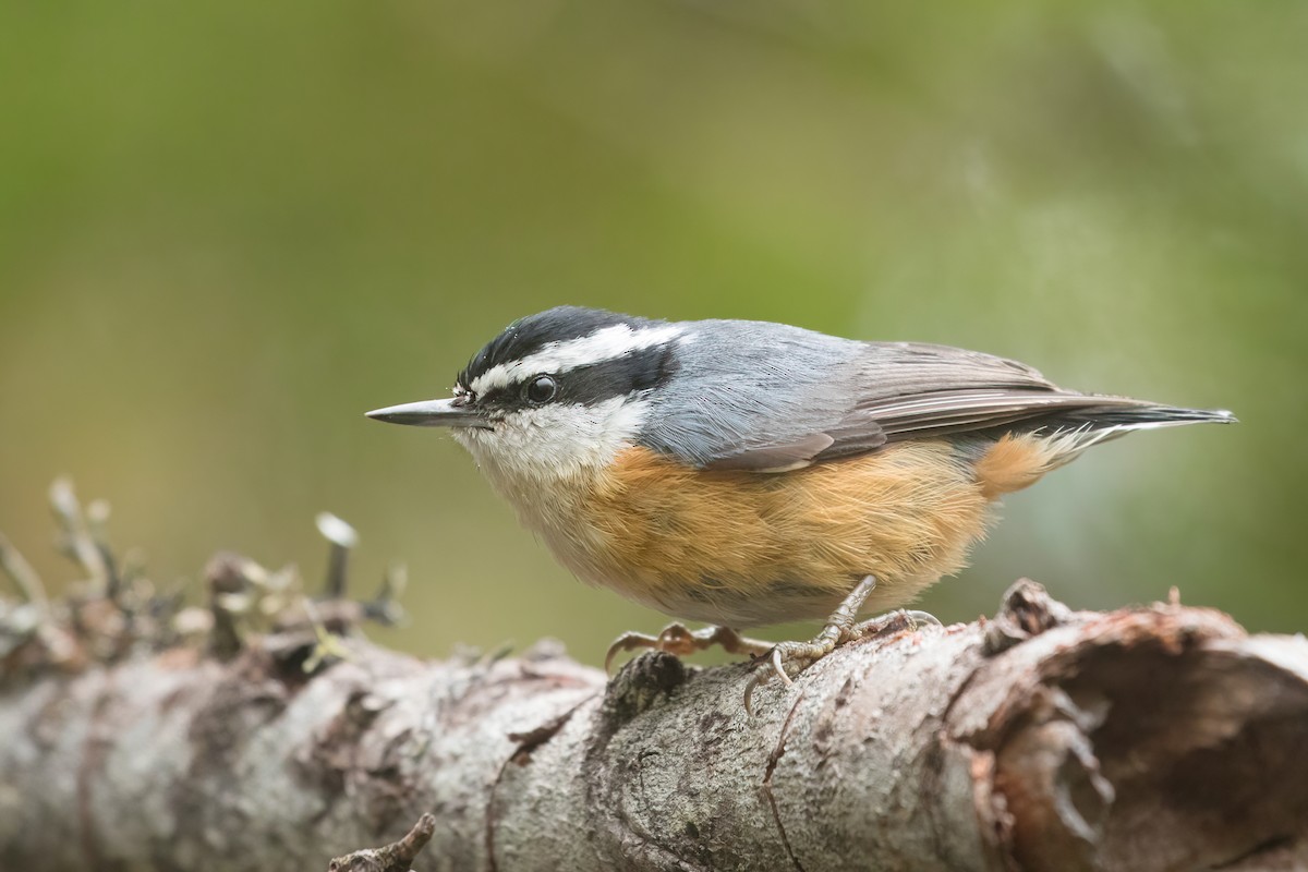 Red-breasted Nuthatch - ML342957381