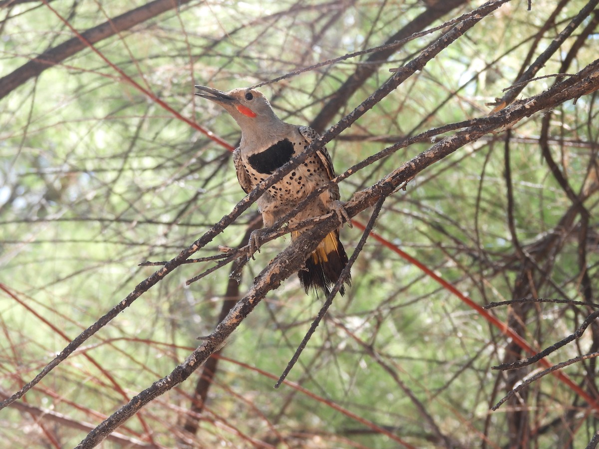 Gilded Flicker - ML342959231