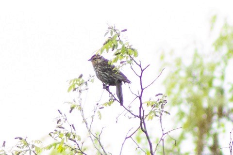 Red-winged Blackbird - ML342960161