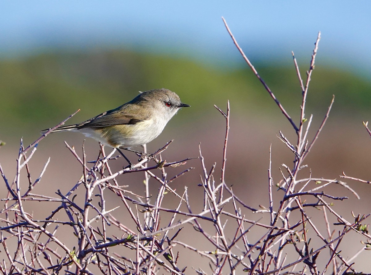 Gray Gerygone - ML342961231