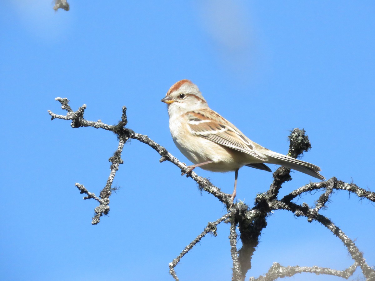 American Tree Sparrow - ML34296131