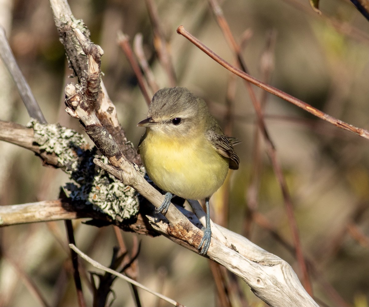 Philadelphia Vireo - ML342962171