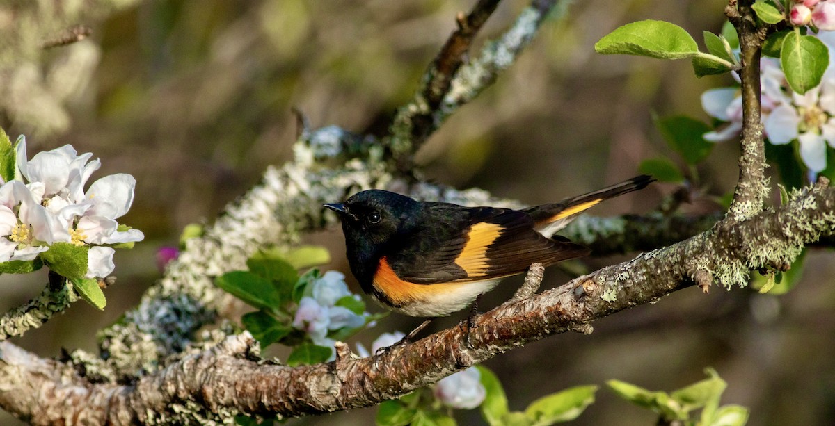 American Redstart - ML342962501