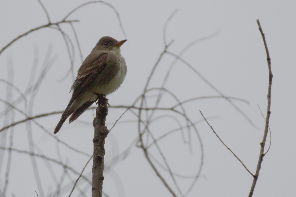 jakkepivi - ML342962581
