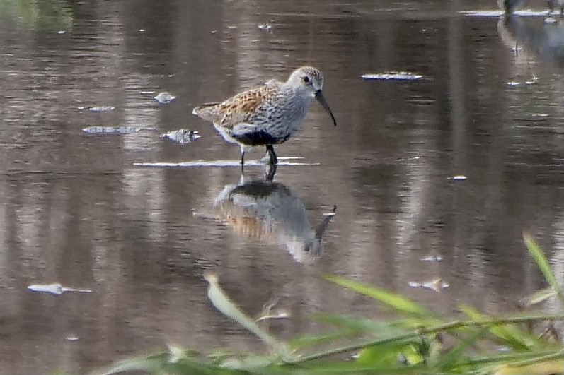 Dunlin - Jeff Osborne