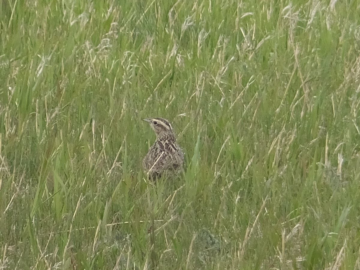 Western Meadowlark - ML342963791