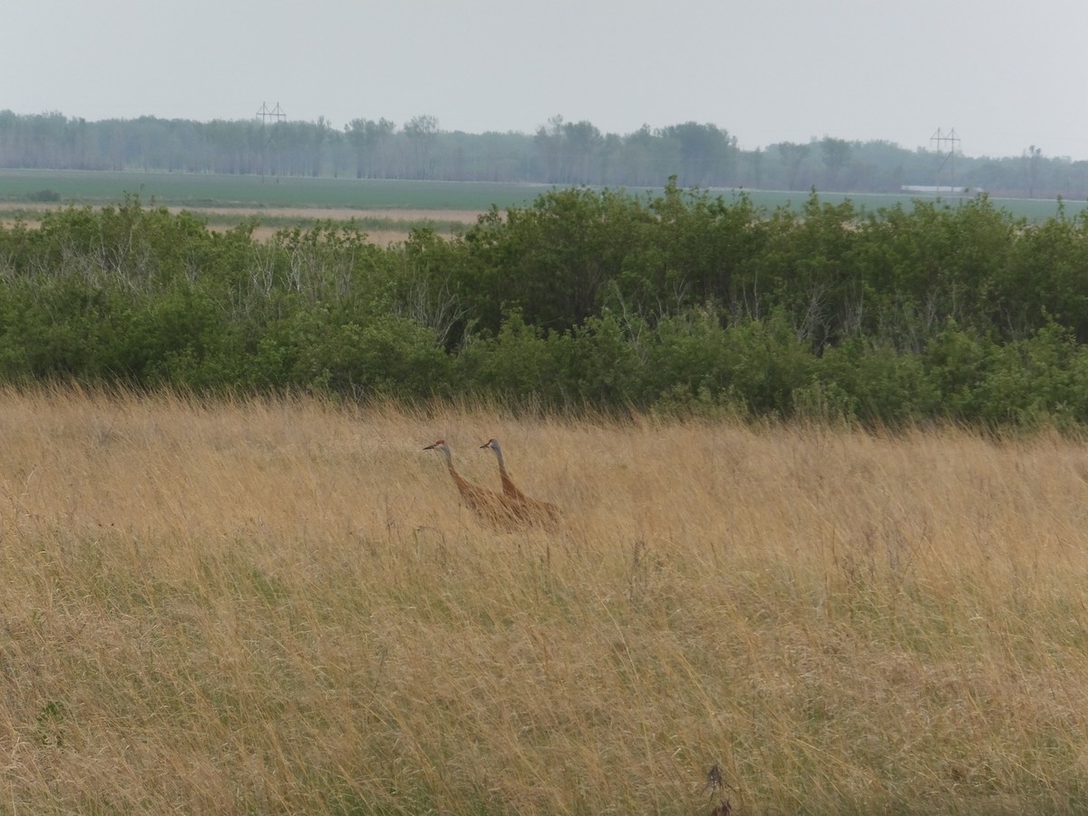 Sandhill Crane - ML342963811