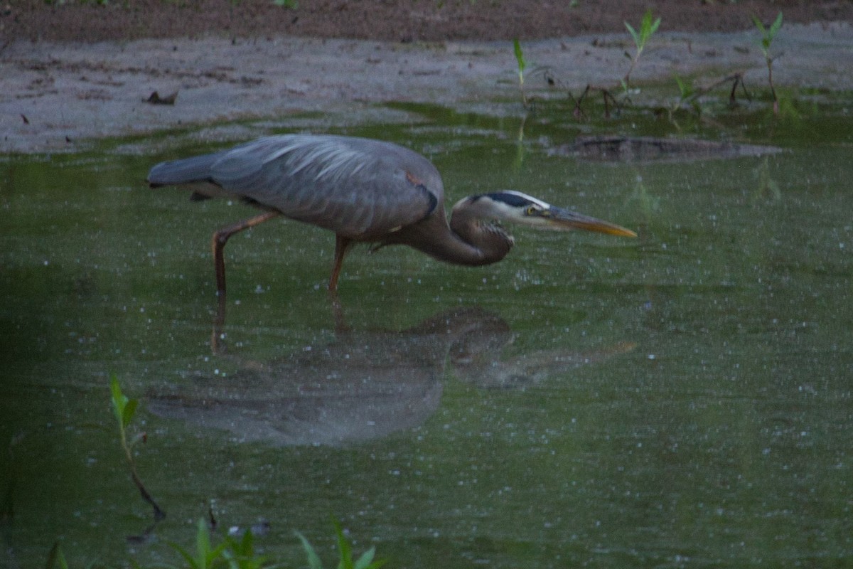 Great Blue Heron - ML342966851