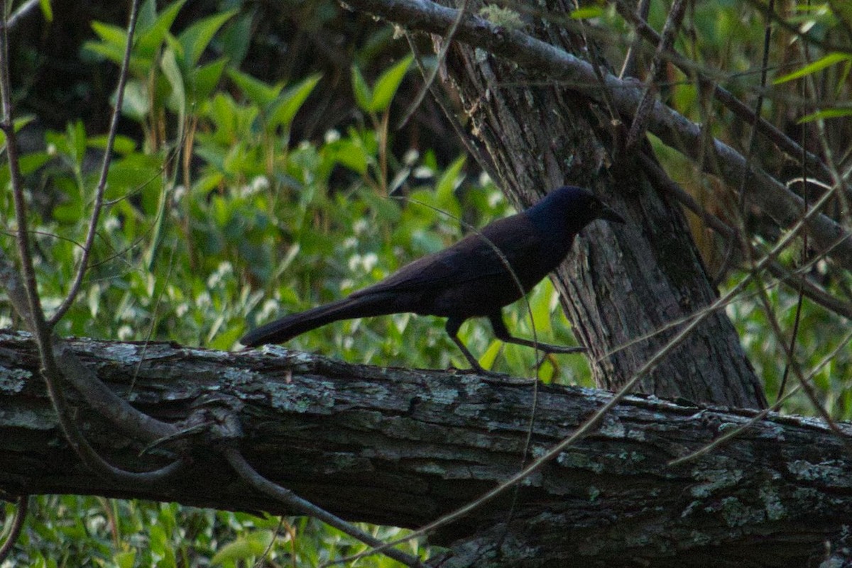 Common Grackle - ML342966881
