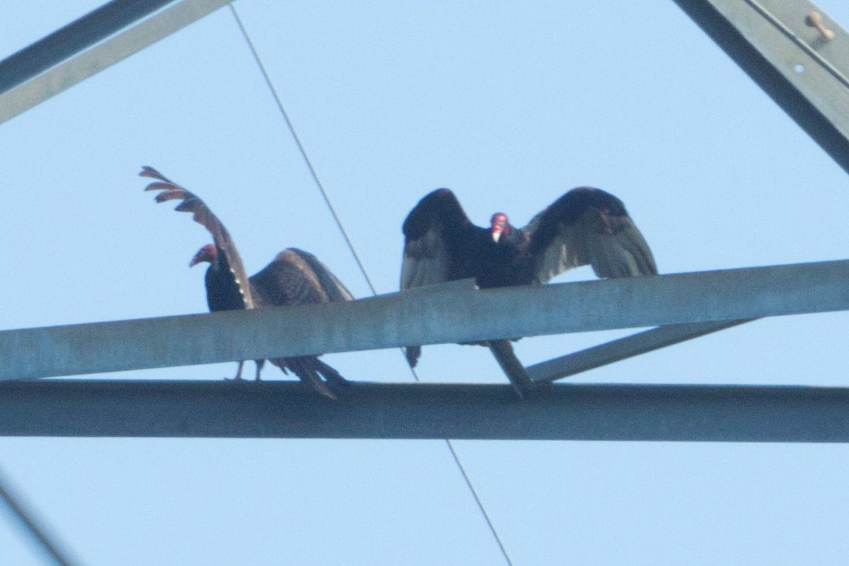 Turkey Vulture - ML342967011
