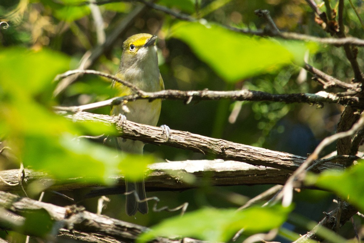 White-eyed Vireo - ML342967051
