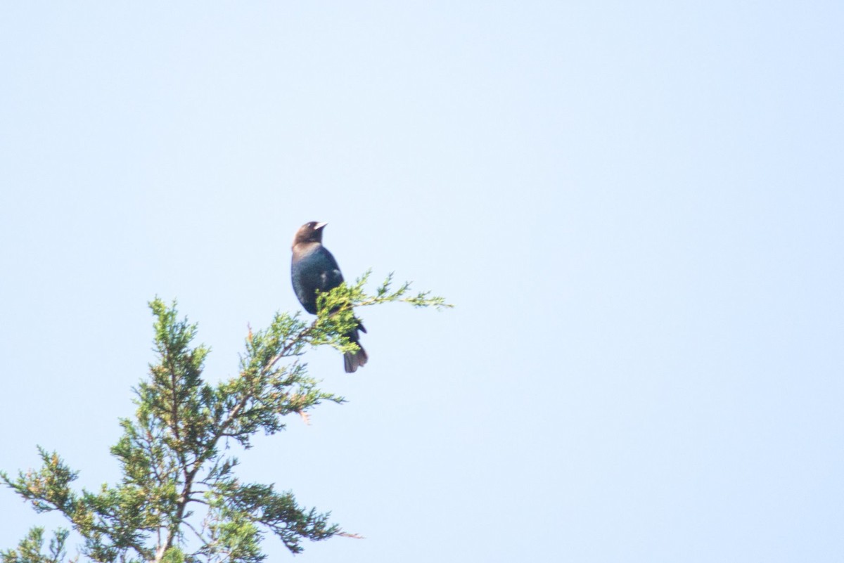 Brown-headed Cowbird - ML342967081
