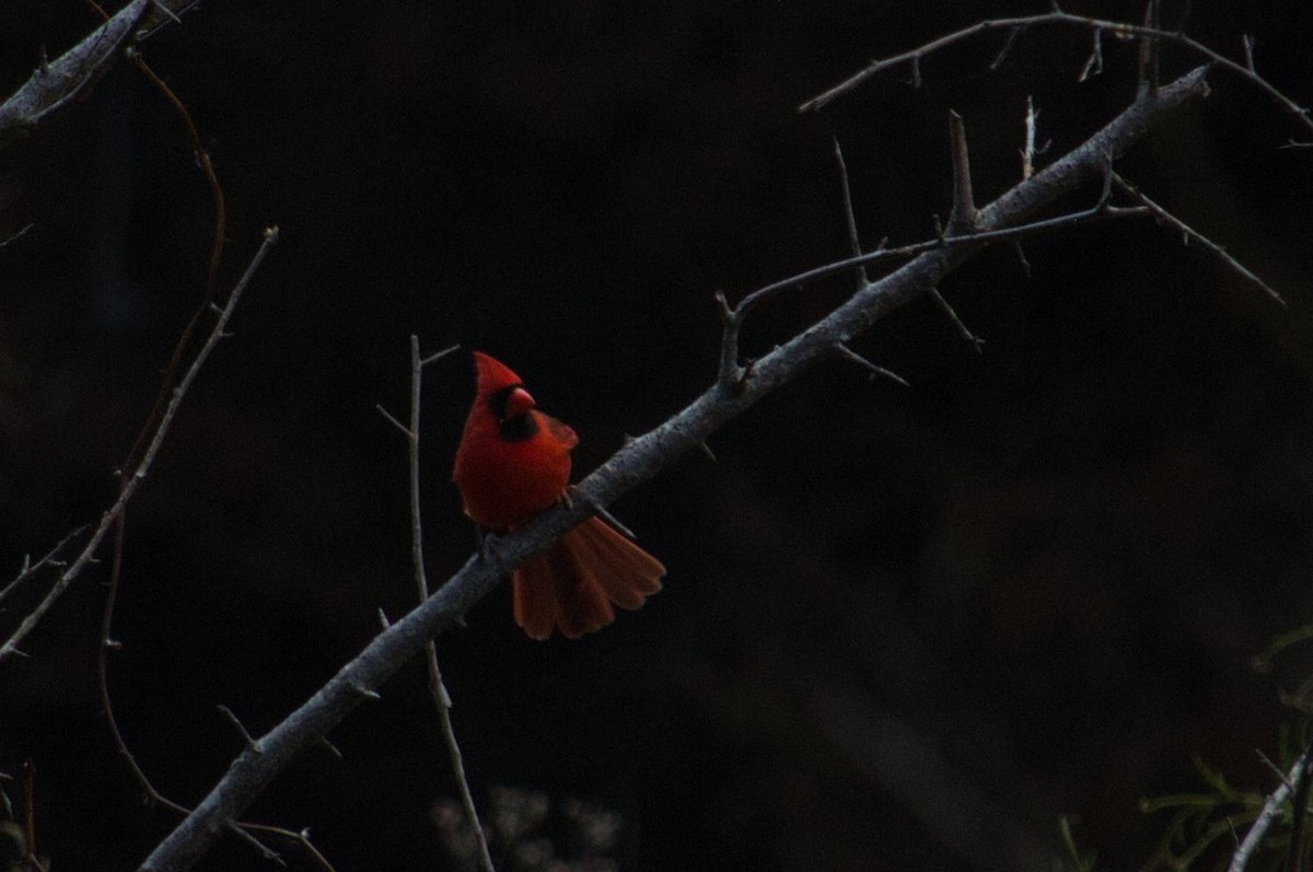 Northern Cardinal - bhaskar bharath