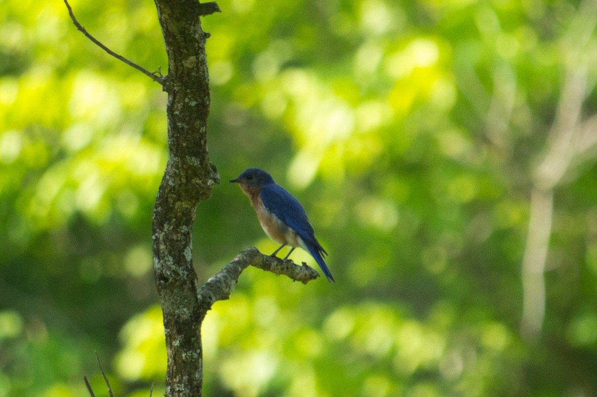 Eastern Bluebird - ML342967441