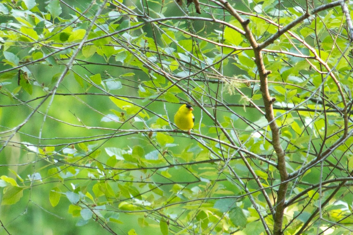 American Goldfinch - ML342967541