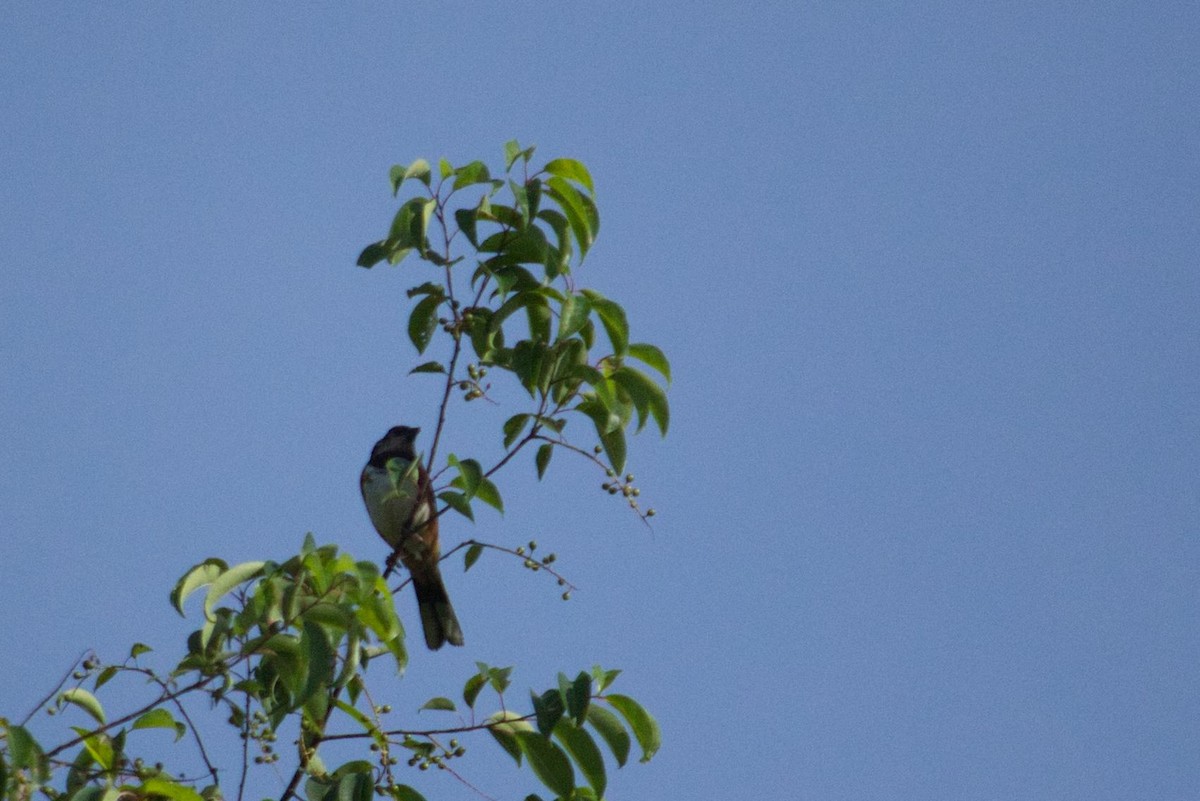 Eastern Towhee - ML342968591