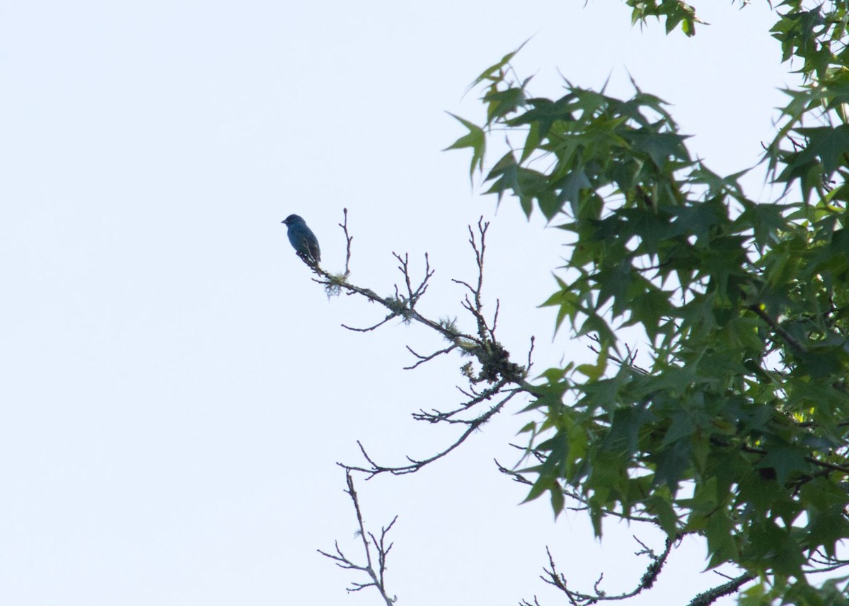 Indigo Bunting - ML342968651
