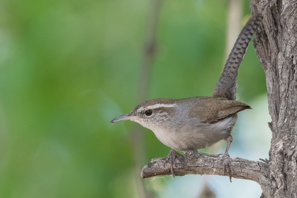 Bewick's Wren - ML342971101