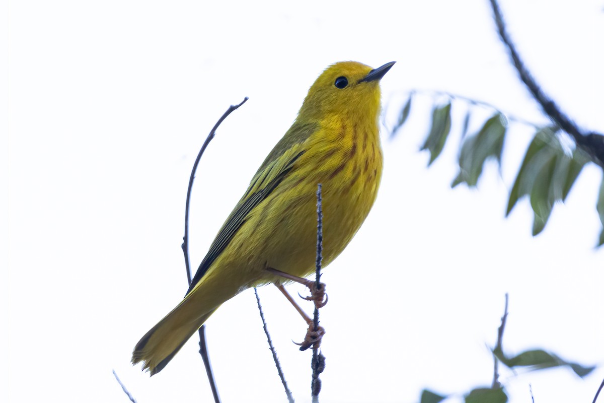 Yellow Warbler - ML342972741