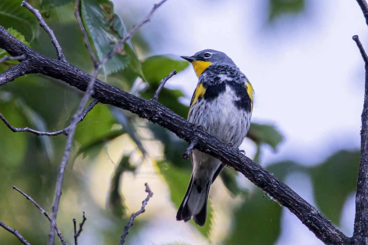 Yellow-rumped Warbler - Scott Kauffman