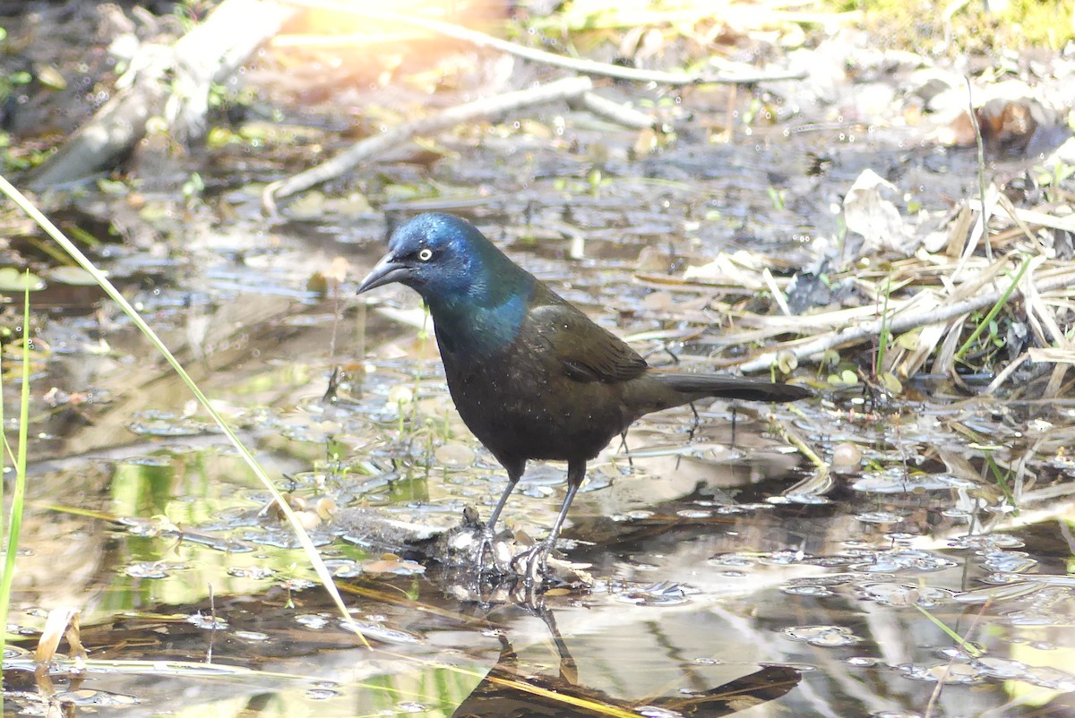 Common Grackle - Lillian G