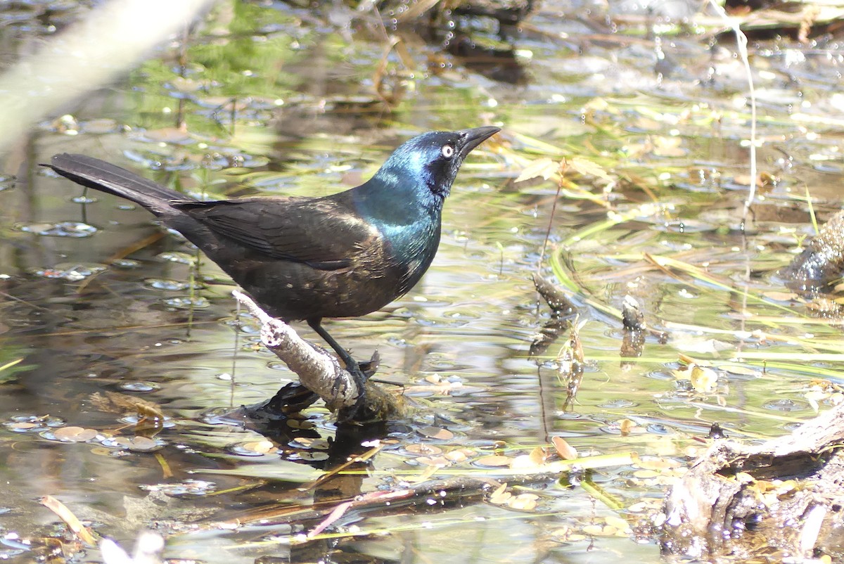 Common Grackle - Lillian G