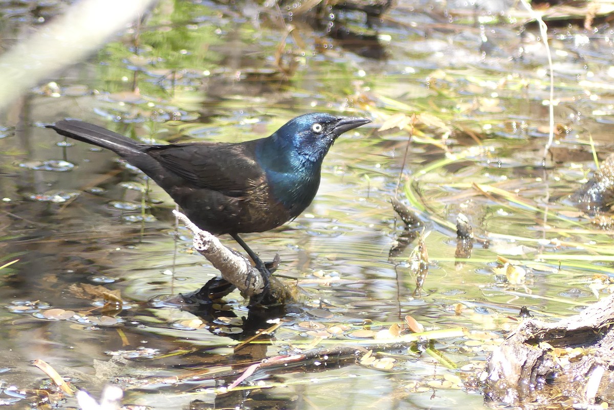 Common Grackle - ML342972931