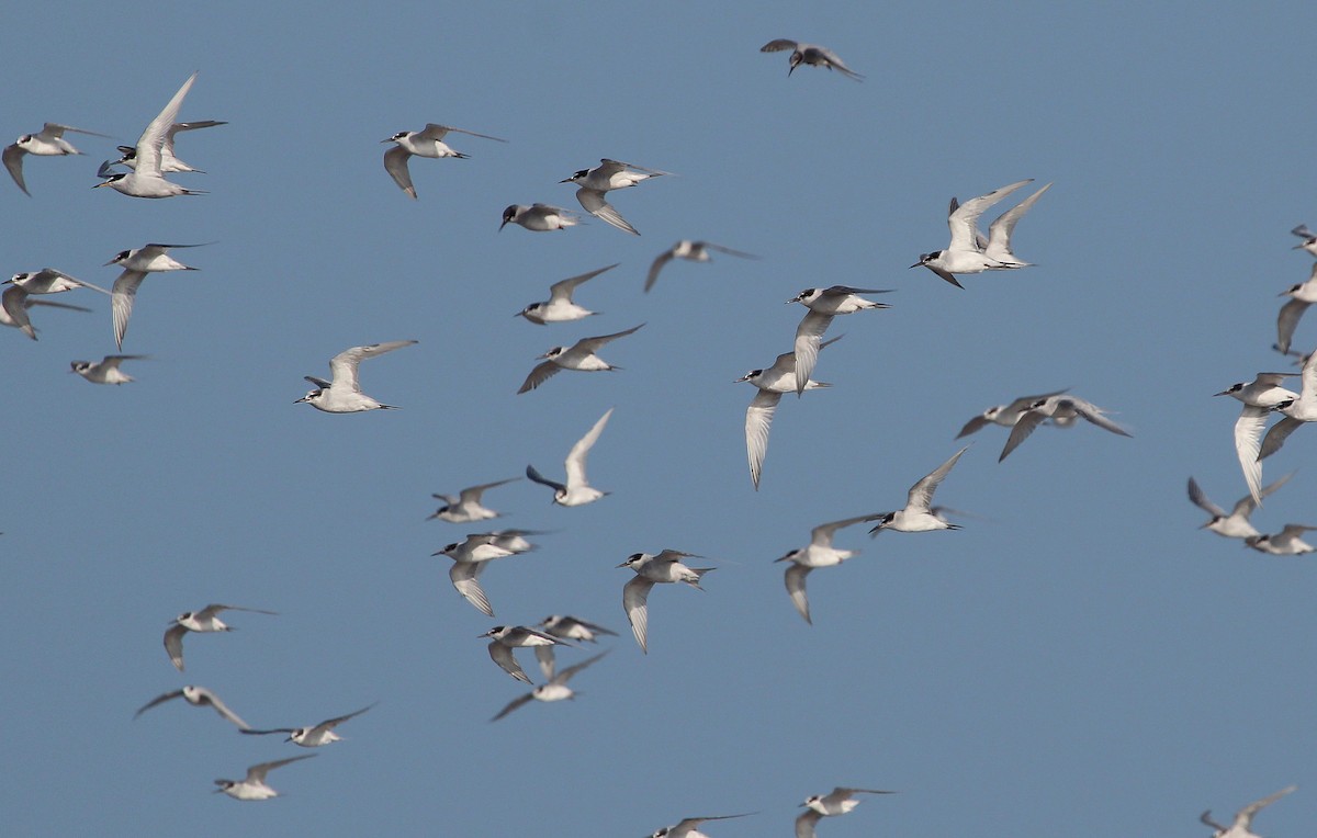 Peruvian Tern - ML34297411