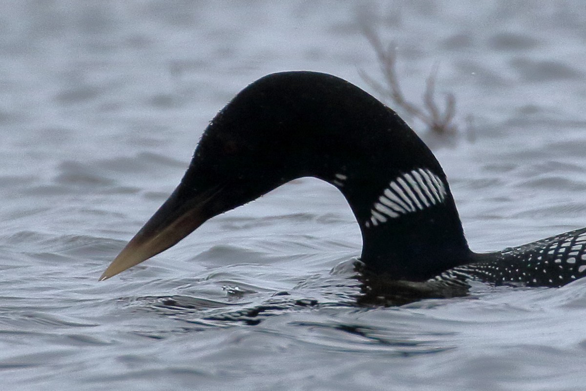 loon sp. - Seth Beaudreault