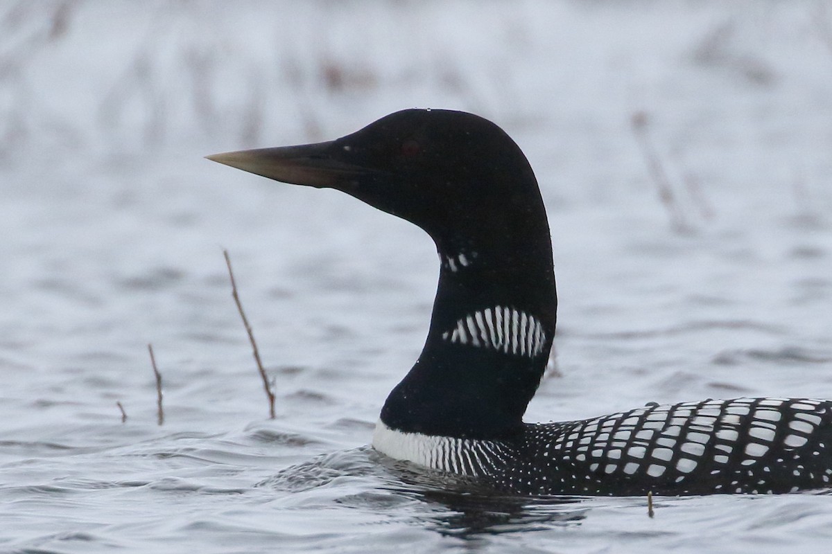 loon sp. - ML342974421