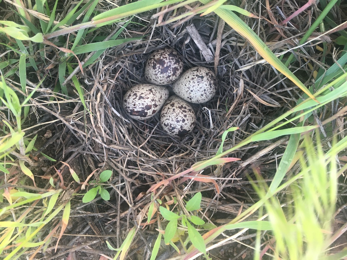 Spotted Sandpiper - ML342974611
