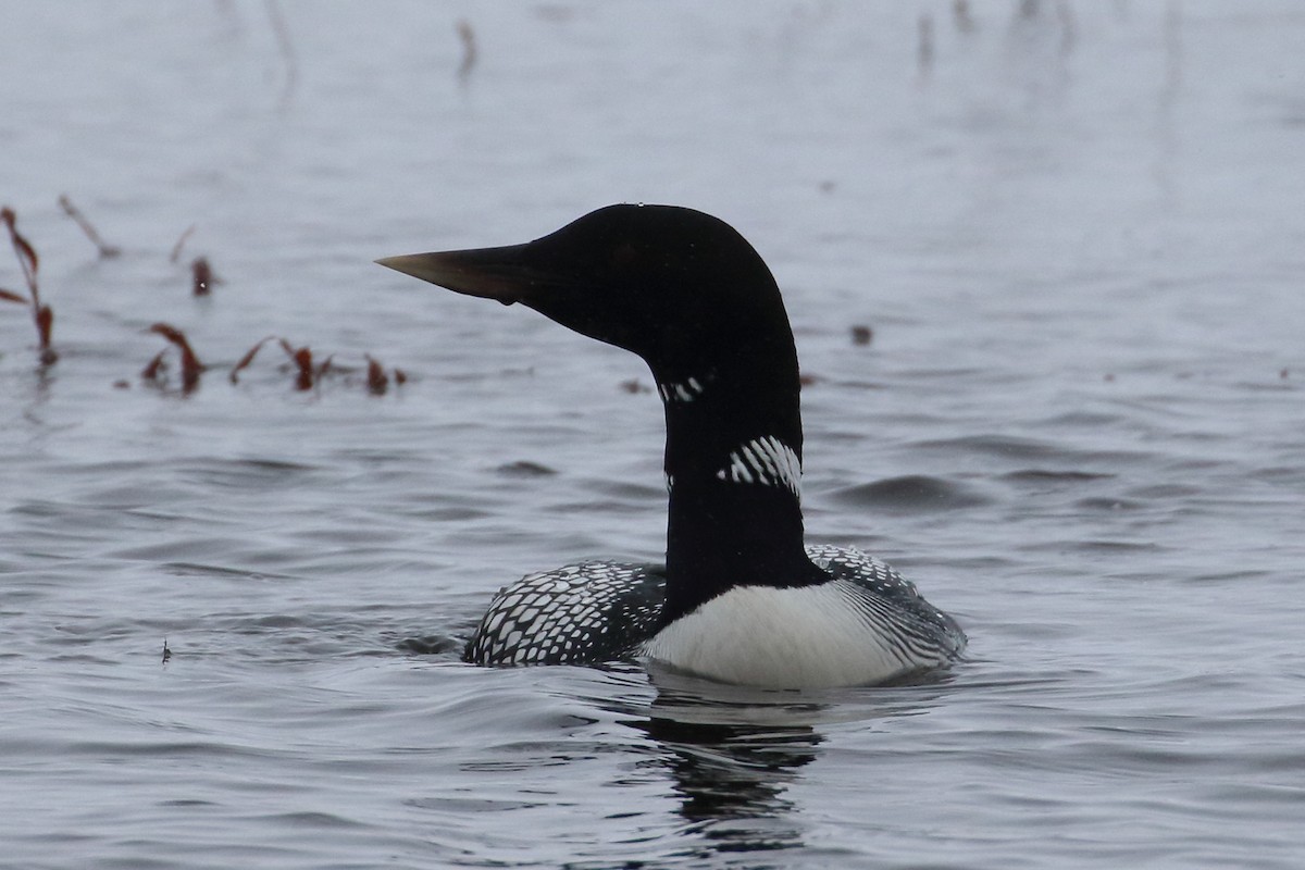 loon sp. - ML342974901