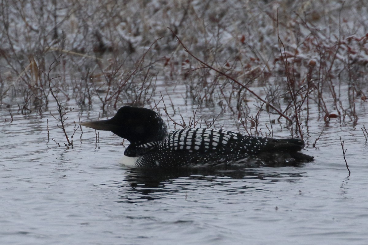 loon sp. - ML342974911