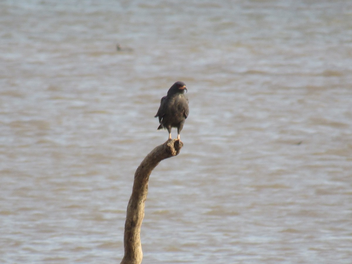 Snail Kite - ML342975251