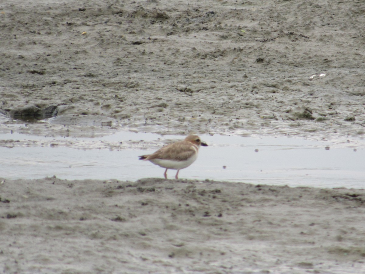 Wilson's Plover - Luis Zuñiga /Horses Cartagena tours