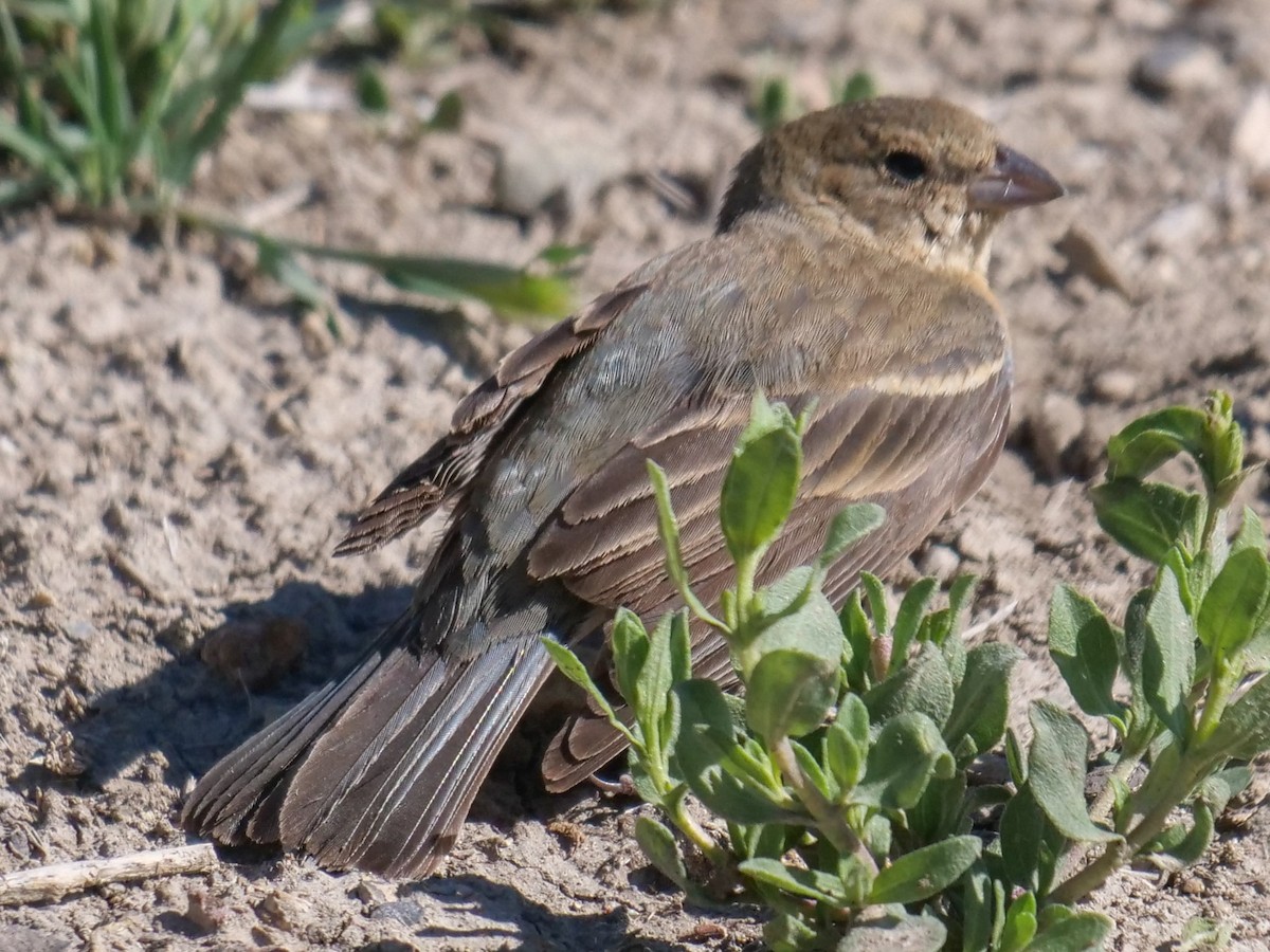 Brown-headed Cowbird - ML342977761