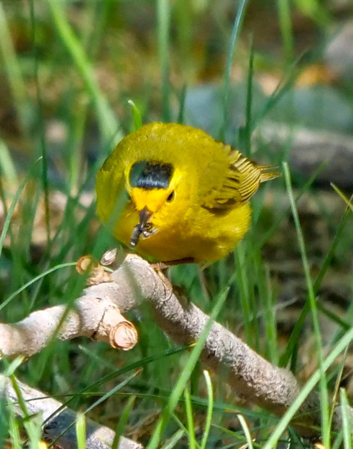 Wilson's Warbler - ML342977821