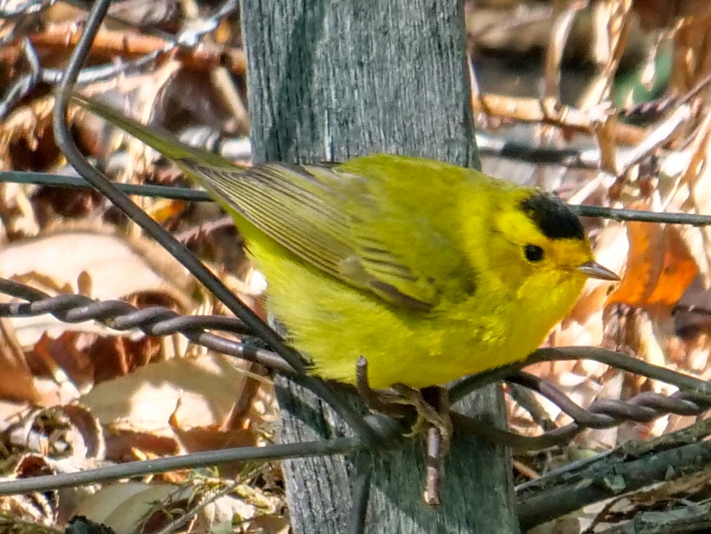 Wilson's Warbler - ML342977831