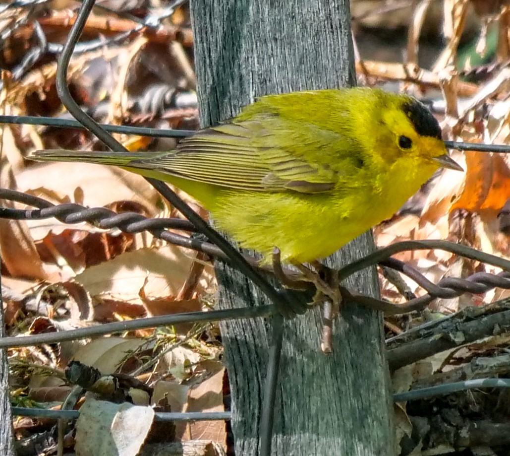 Wilson's Warbler - ML342977841