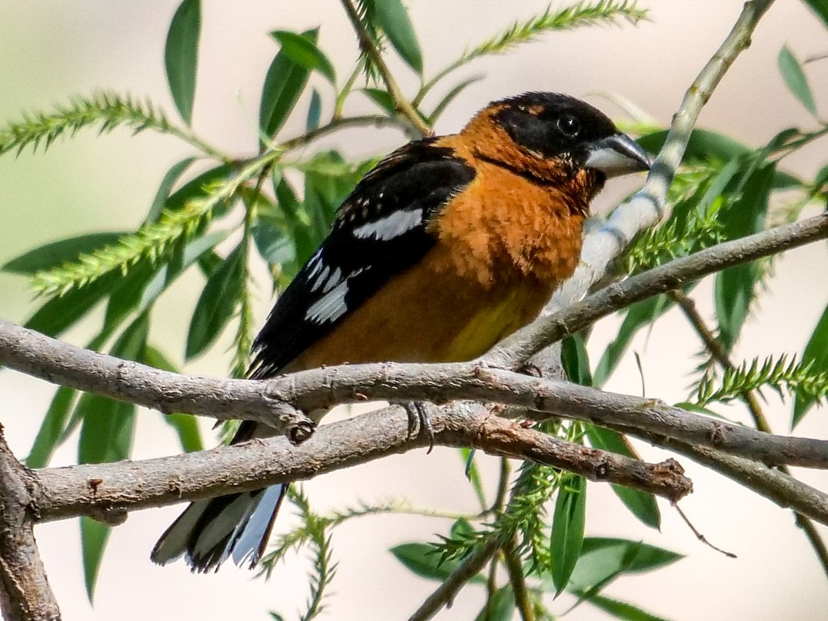 Black-headed Grosbeak - ML342977911