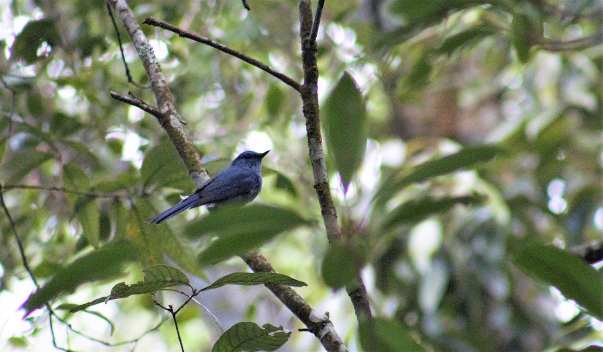 Pale Blue Flycatcher - ML342979381