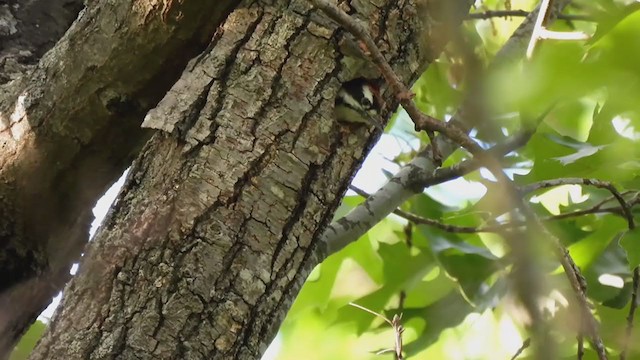 Downy Woodpecker (Eastern) - ML342980161