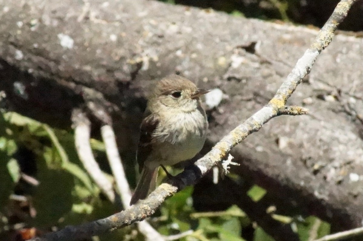 Western Flycatcher (Pacific-slope) - Randy Wardle