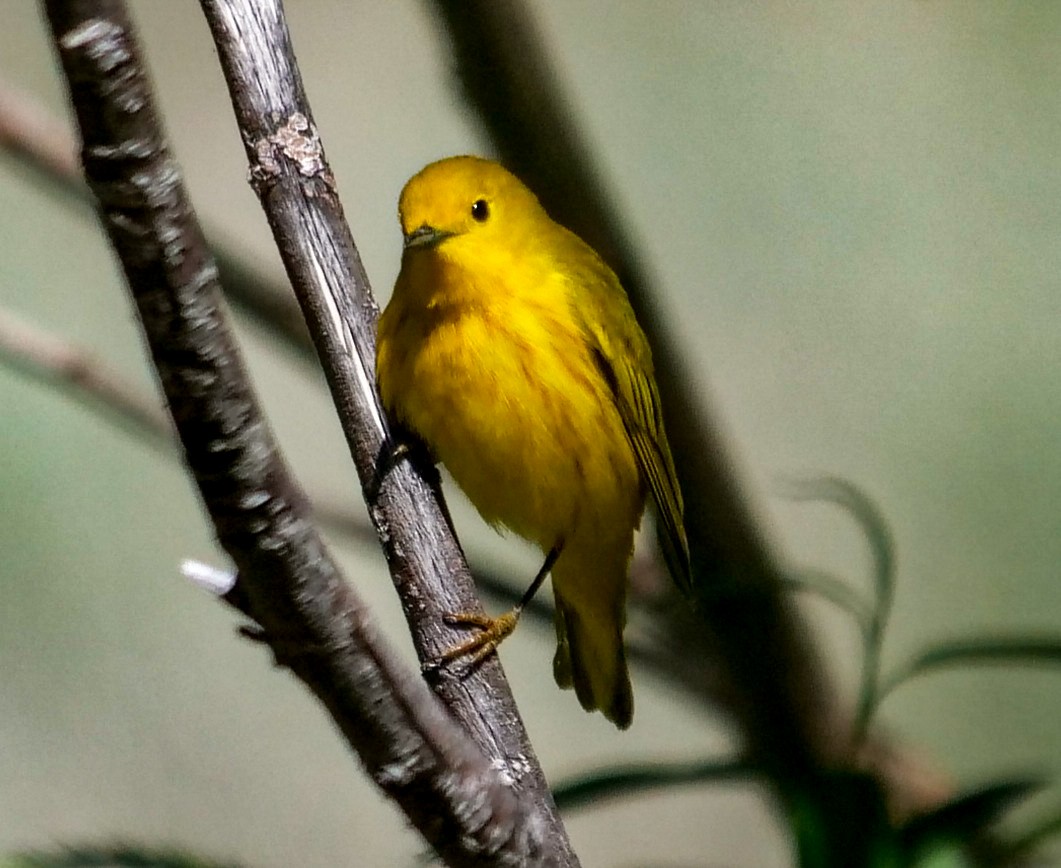 Yellow Warbler - ML342981411