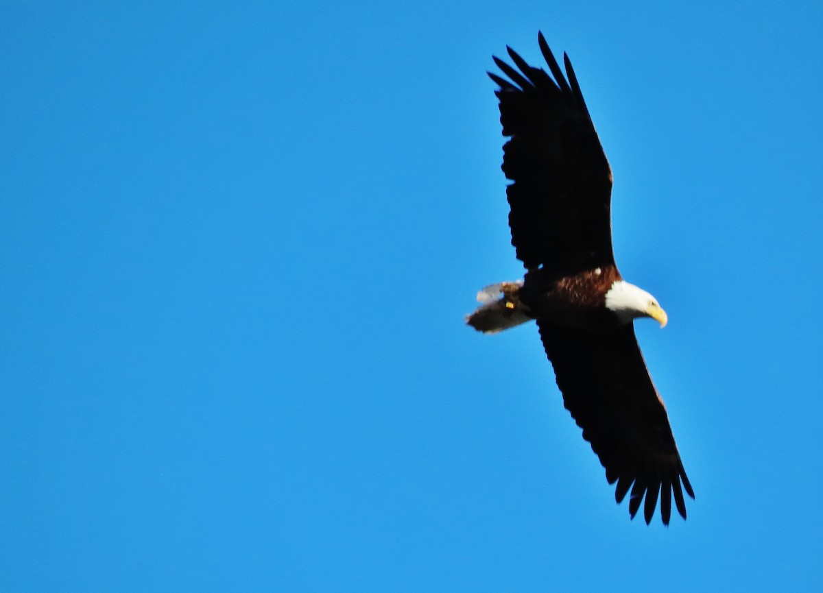 Bald Eagle - ML342982001