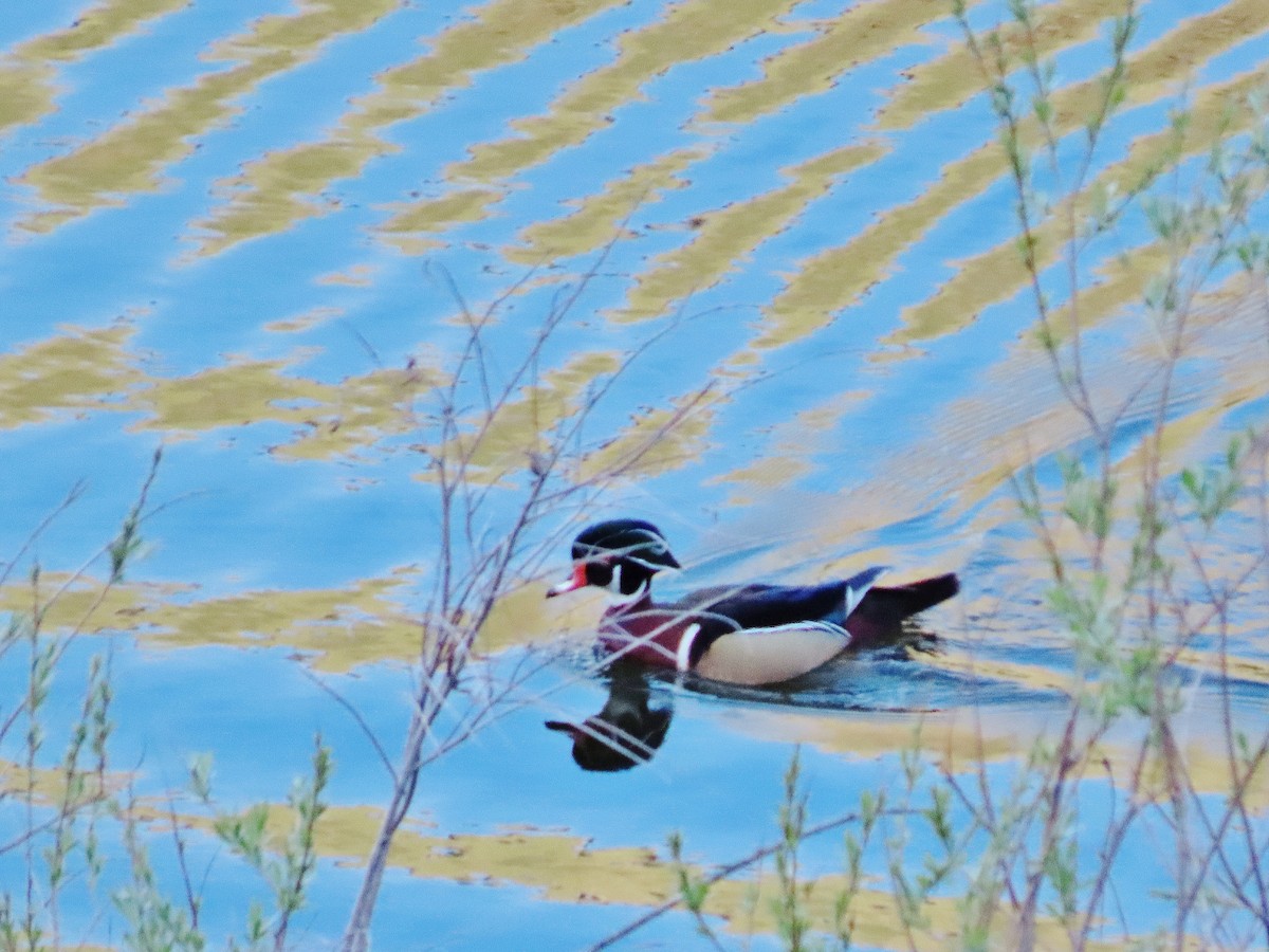 Wood Duck - ML342982101