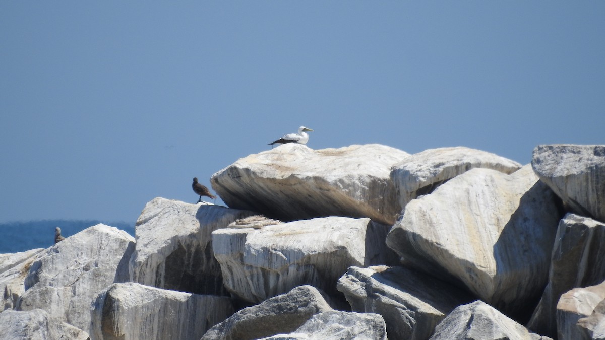 Masked Booby - ML342982461