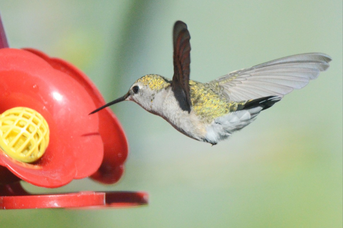 Black-chinned Hummingbird - Asher  Warkentin